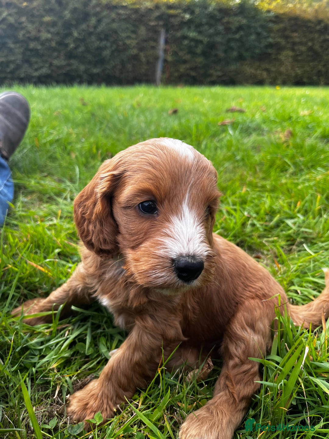 Cockapoo dogs for sale: 🌟Golden Cockapoos🌟 - Image 15