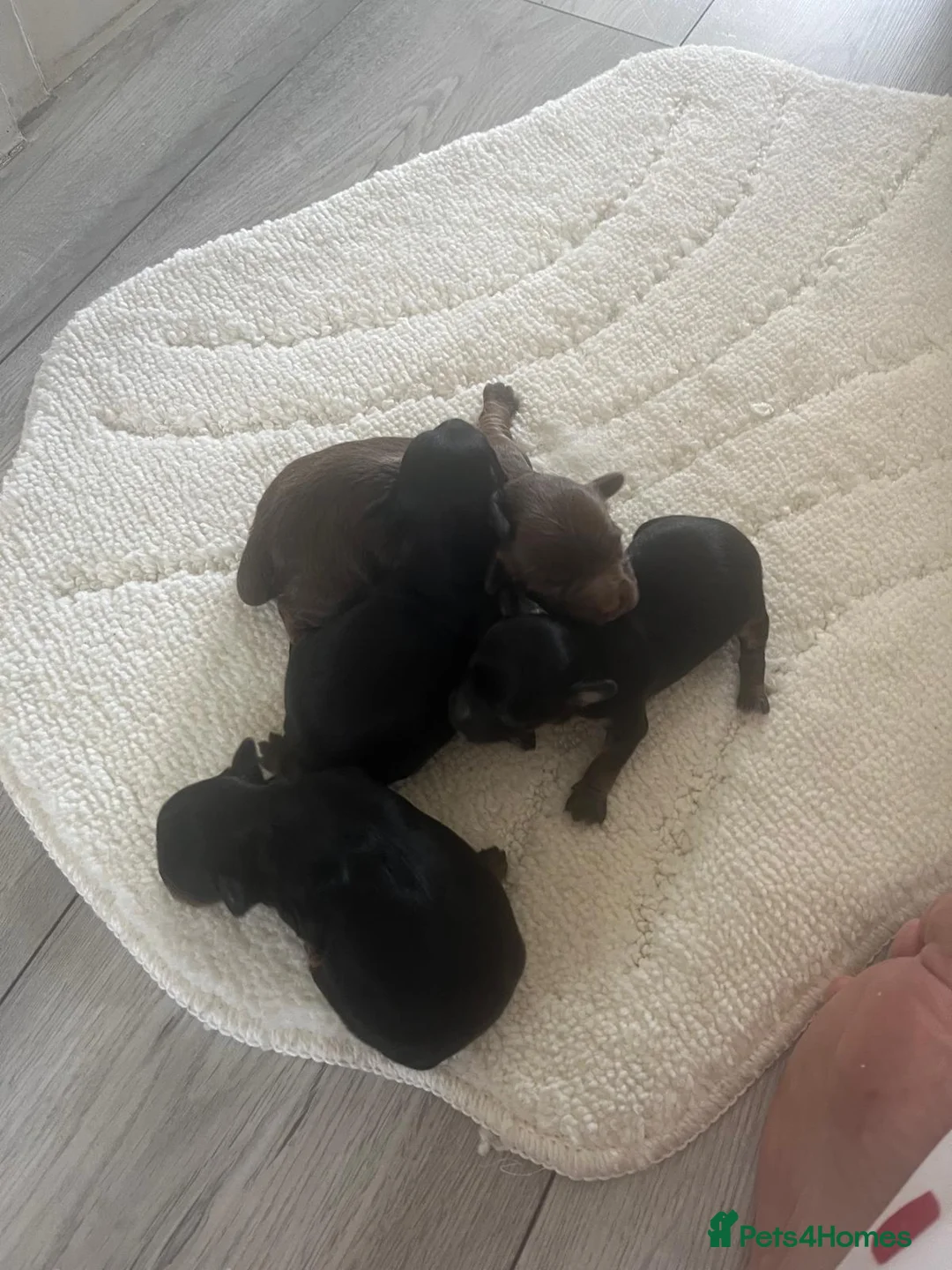 Shihpoo dogs for sale: Shih poo puppies   in Gillingham - Advert 2