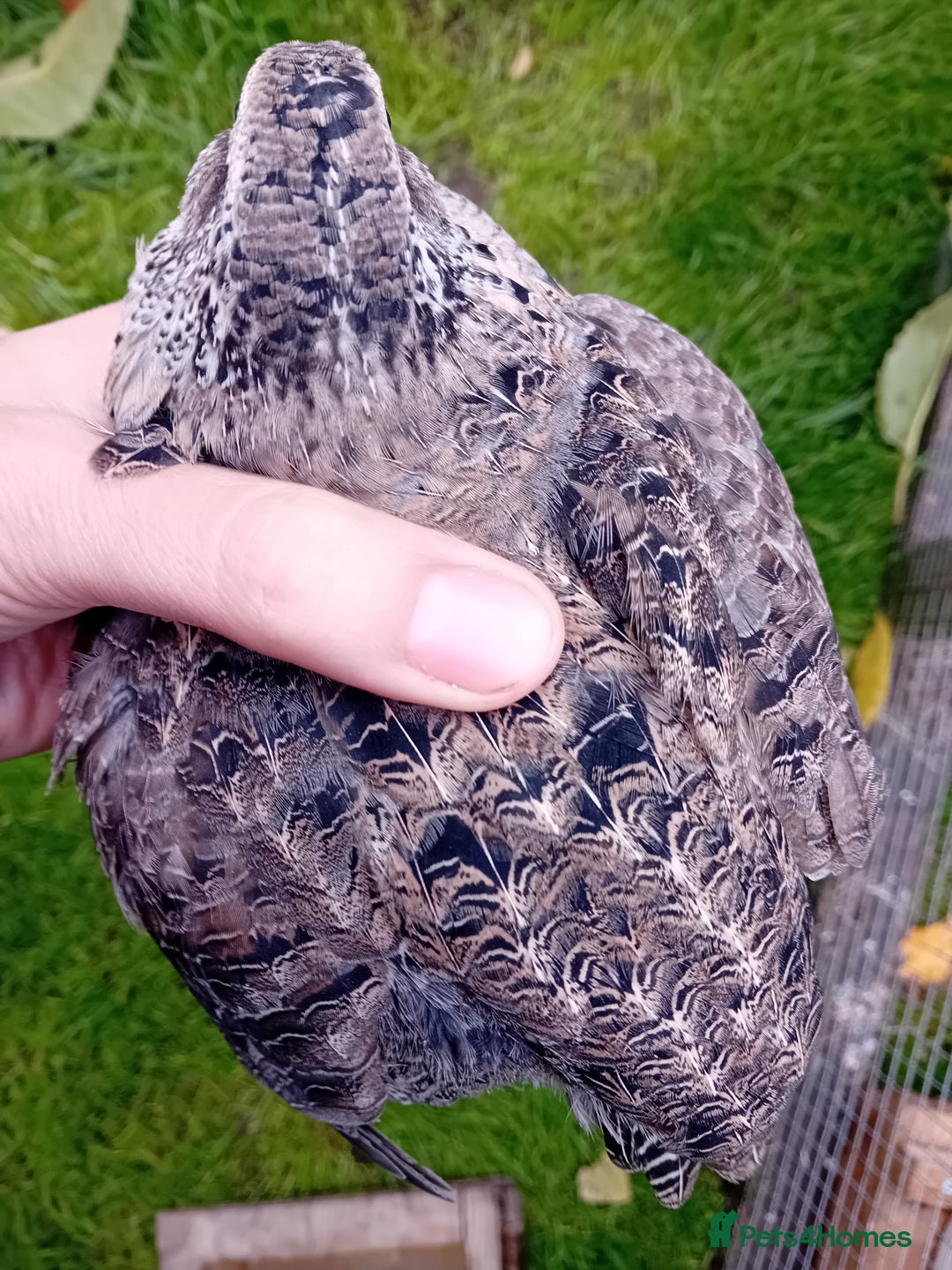 Quail poultry for sale: Laying Coturnix Quail – Confirmed Hens - Image 21