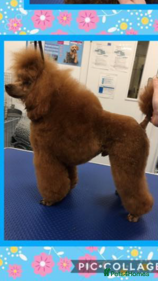 Miniature Poodle dogs Proven deep red champion import in Birmingham - Advert 9