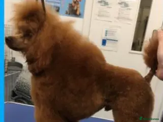 Miniature Poodle dogs Proven deep red champion import in Birmingham - Advert 5