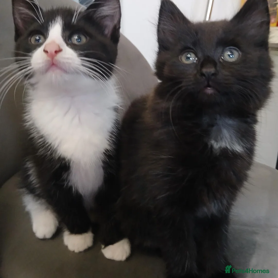 British Shorthair cats for sale: Kittens for sale - Advert 1