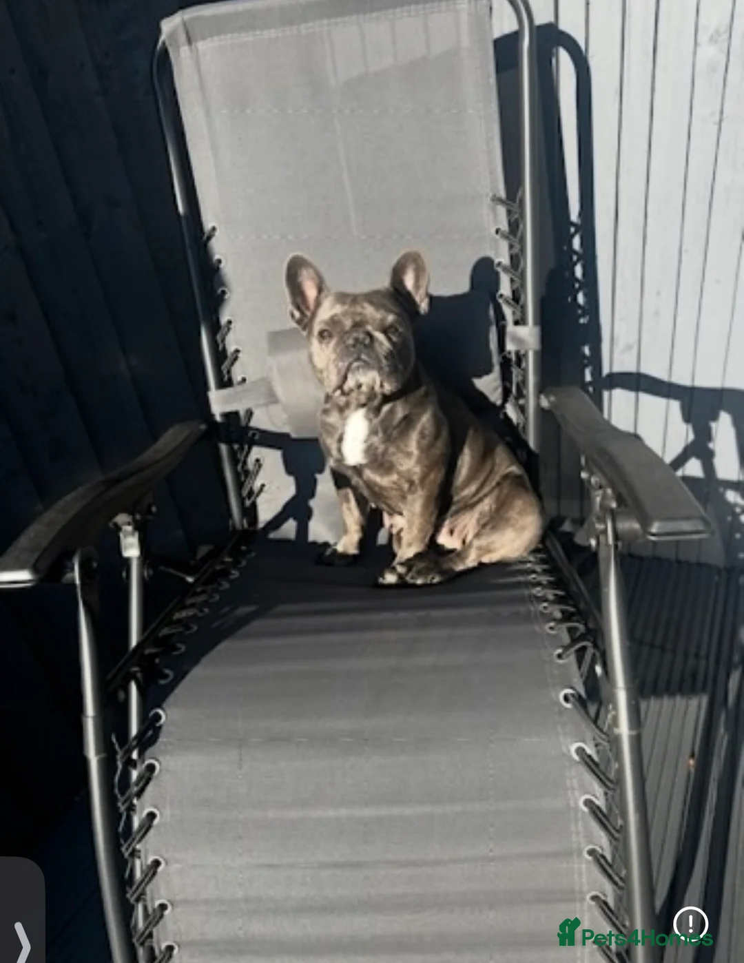 French Bulldog dogs for sale: 💙 Beautiful KC Registered French Bulldog Puppies  - Advert 11