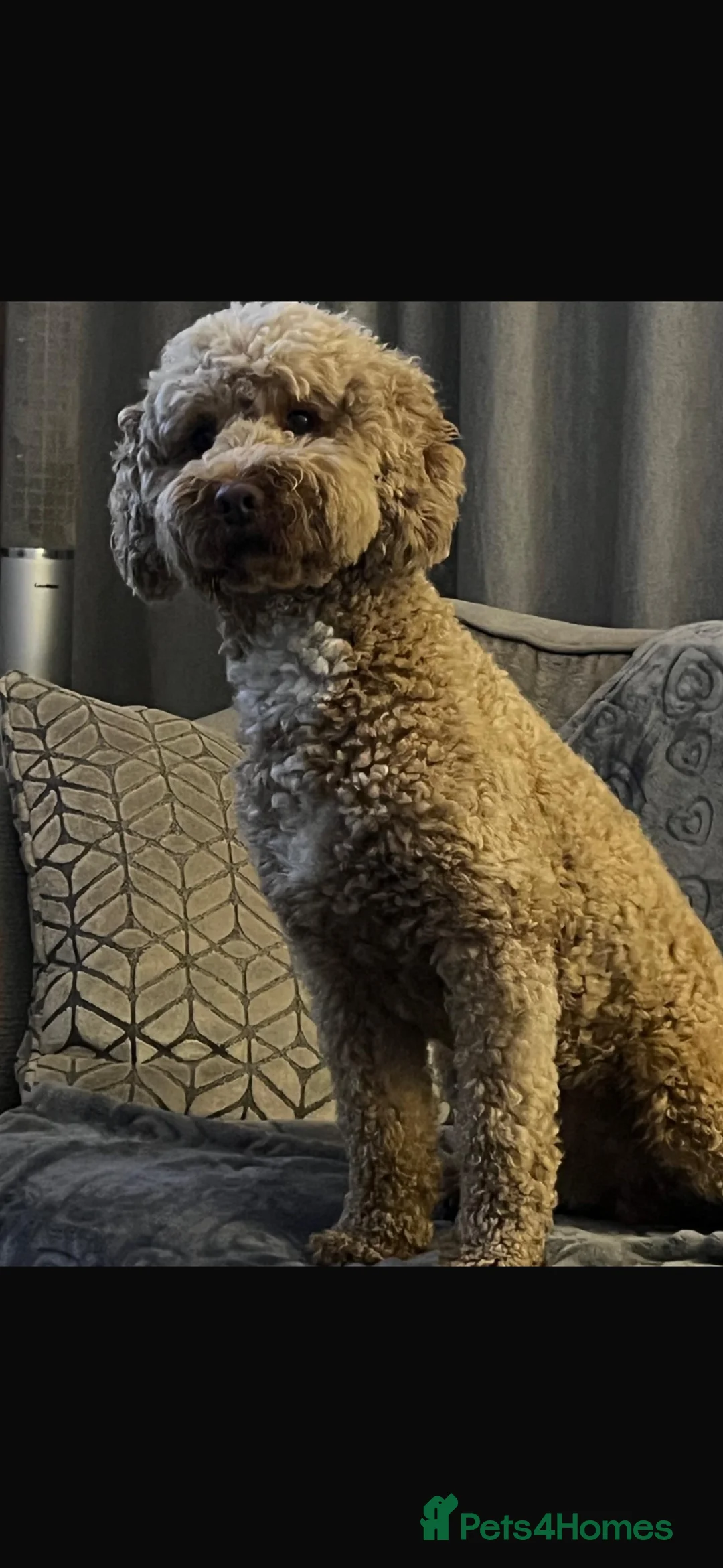 Cockapoo dogs for sale: Beautiful cockapoos - Advert 9