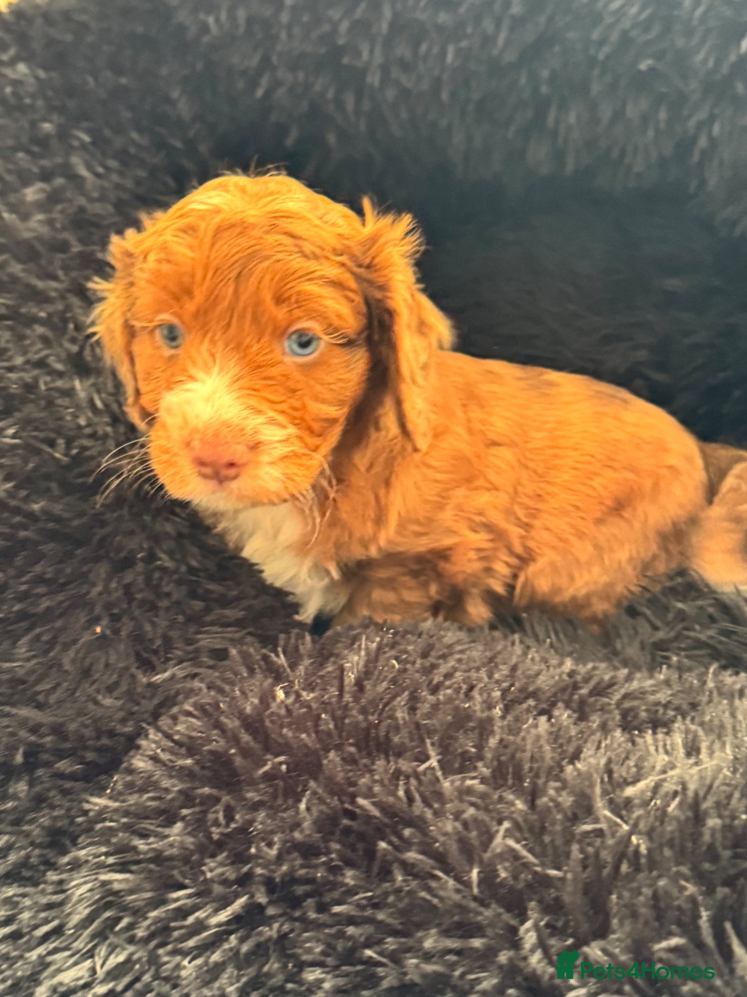 Cockapoo dogs Cockapoo Puppy 1 boy left - Advert 2