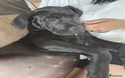 Cane Corso dogs for sale:  Cane corso puppies in Sheffield - Image 1