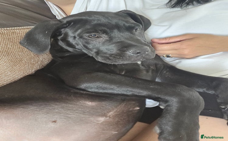Cane Corso dogs for sale in Sheffield - Advert 1