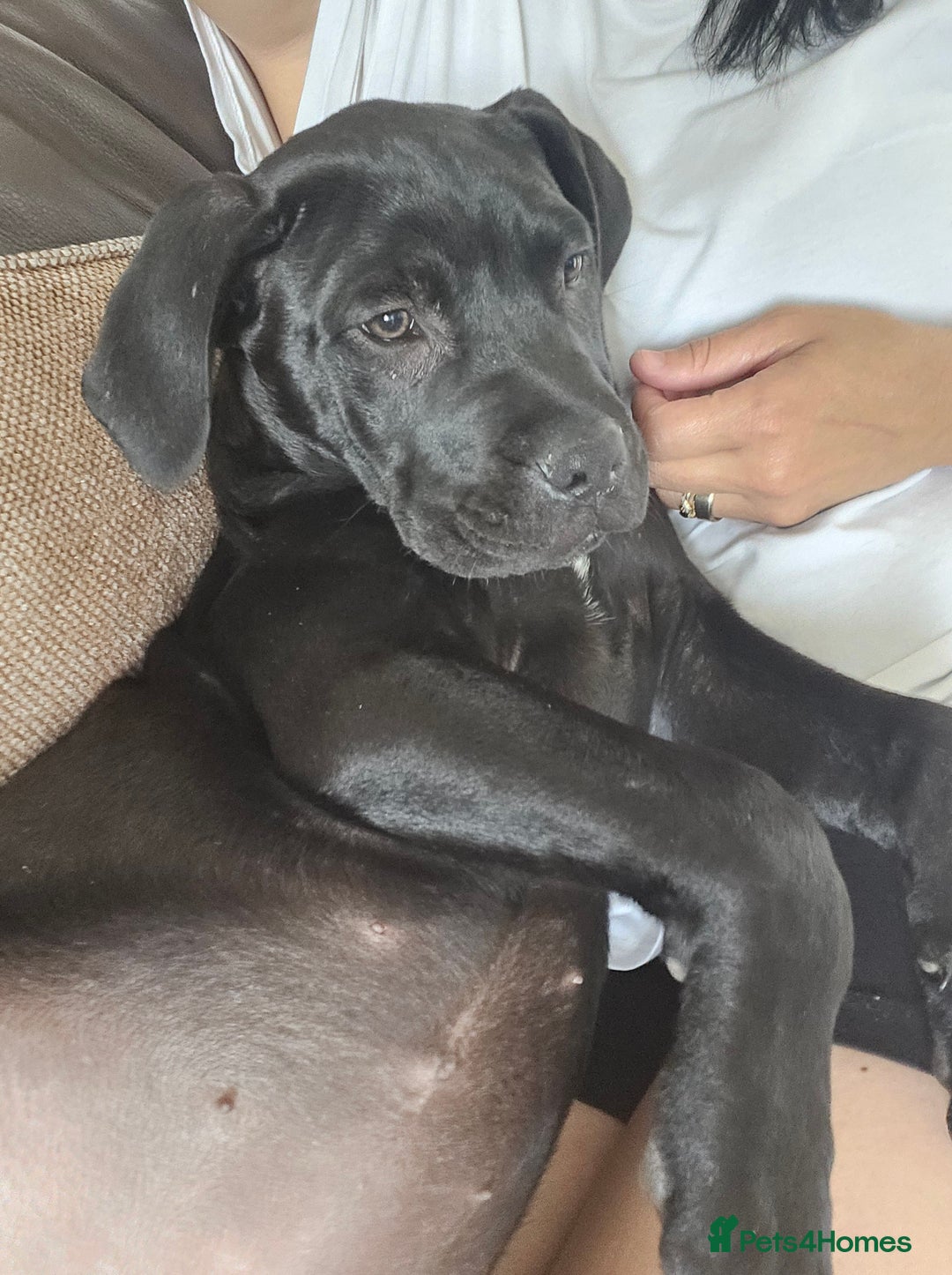 Cane Corso dogs for sale:  Cane corso puppies in Sheffield - Image 1
