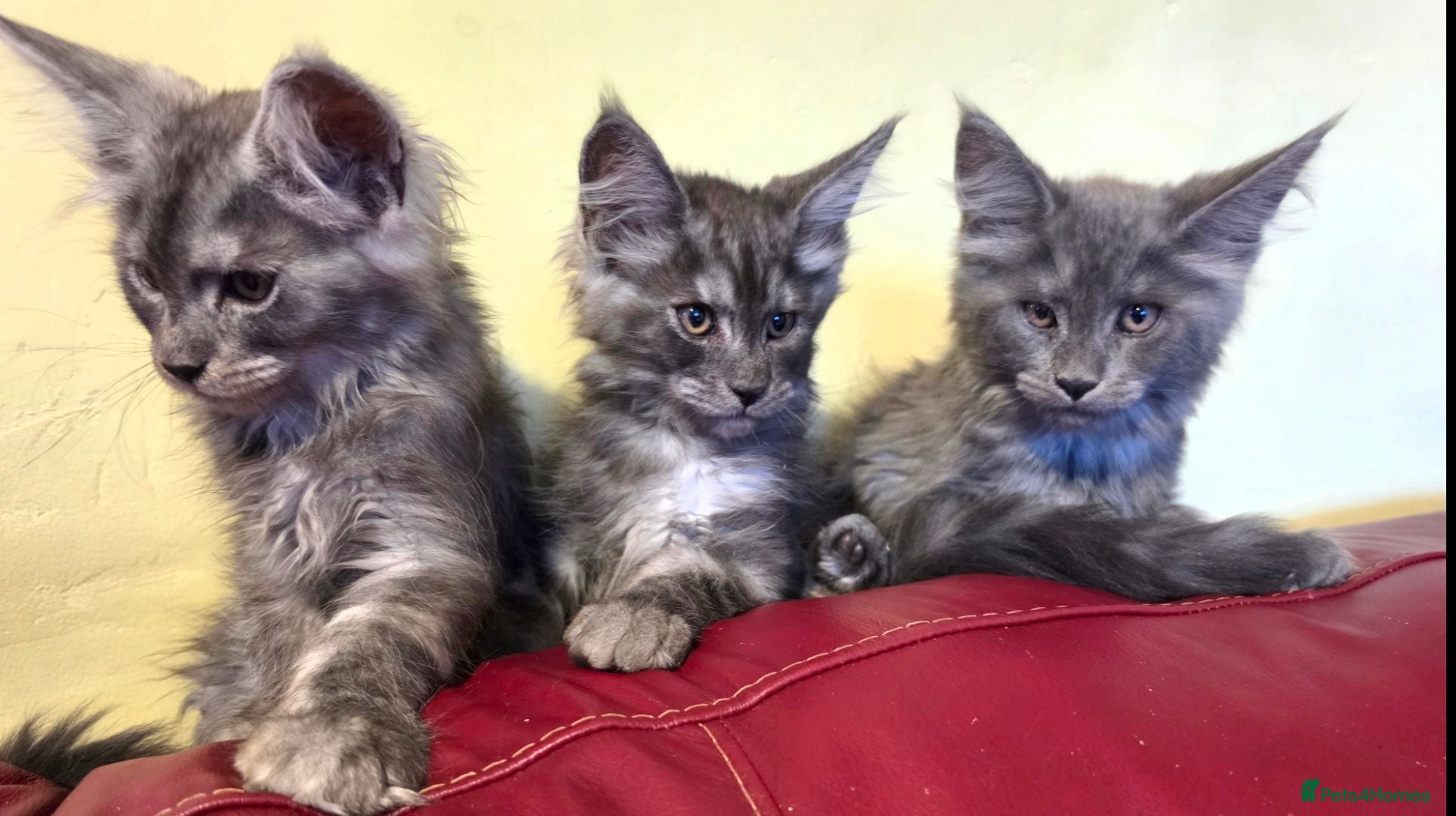 Maine Coon cats GCCF – Maine Coon kittens - Advert 1