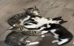 Mixed Breed cats for sale: Beautiful kittens for sale  - Image 1