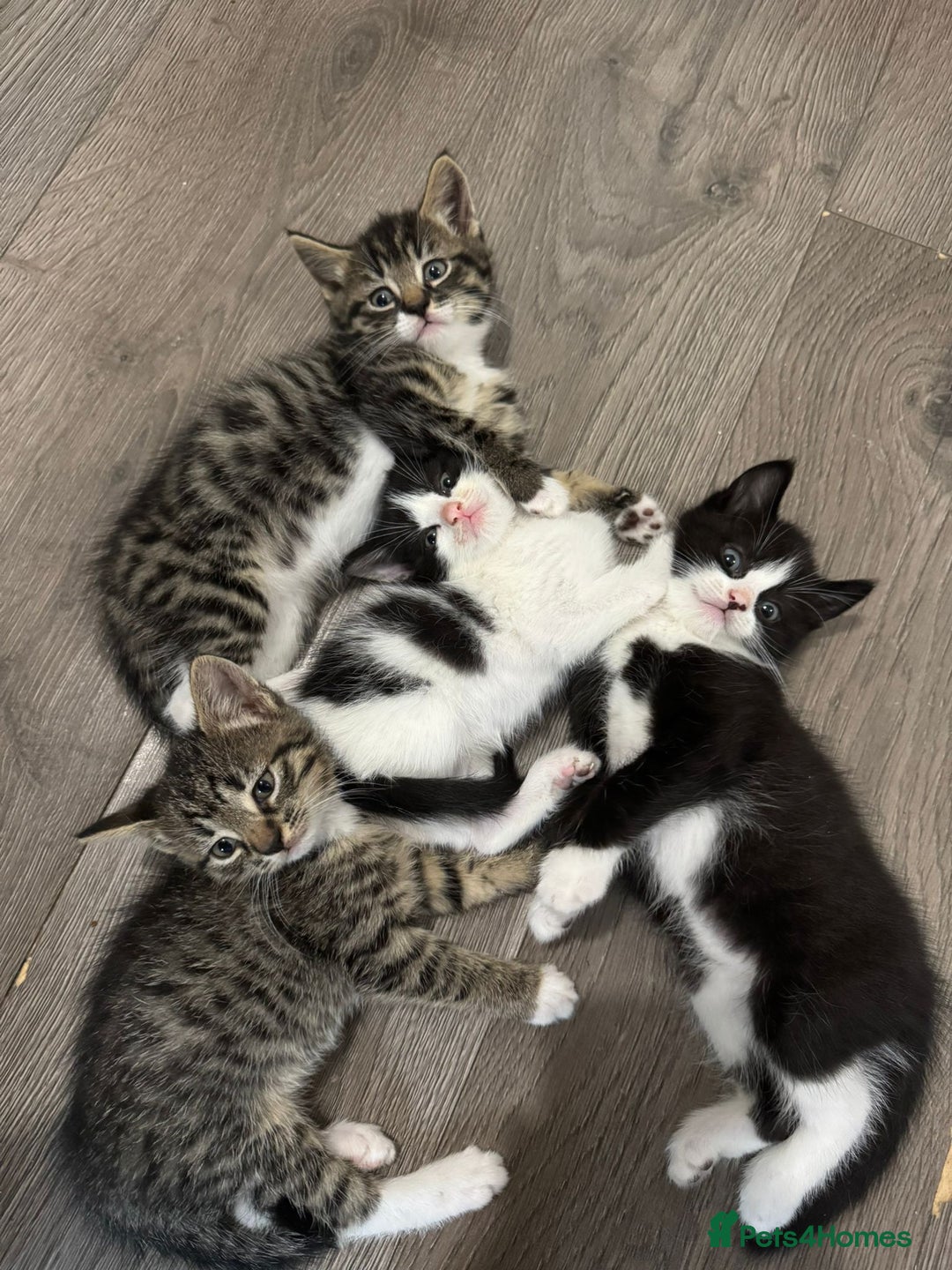 Mixed Breed cats for sale: Beautiful kittens for sale  - Image 1