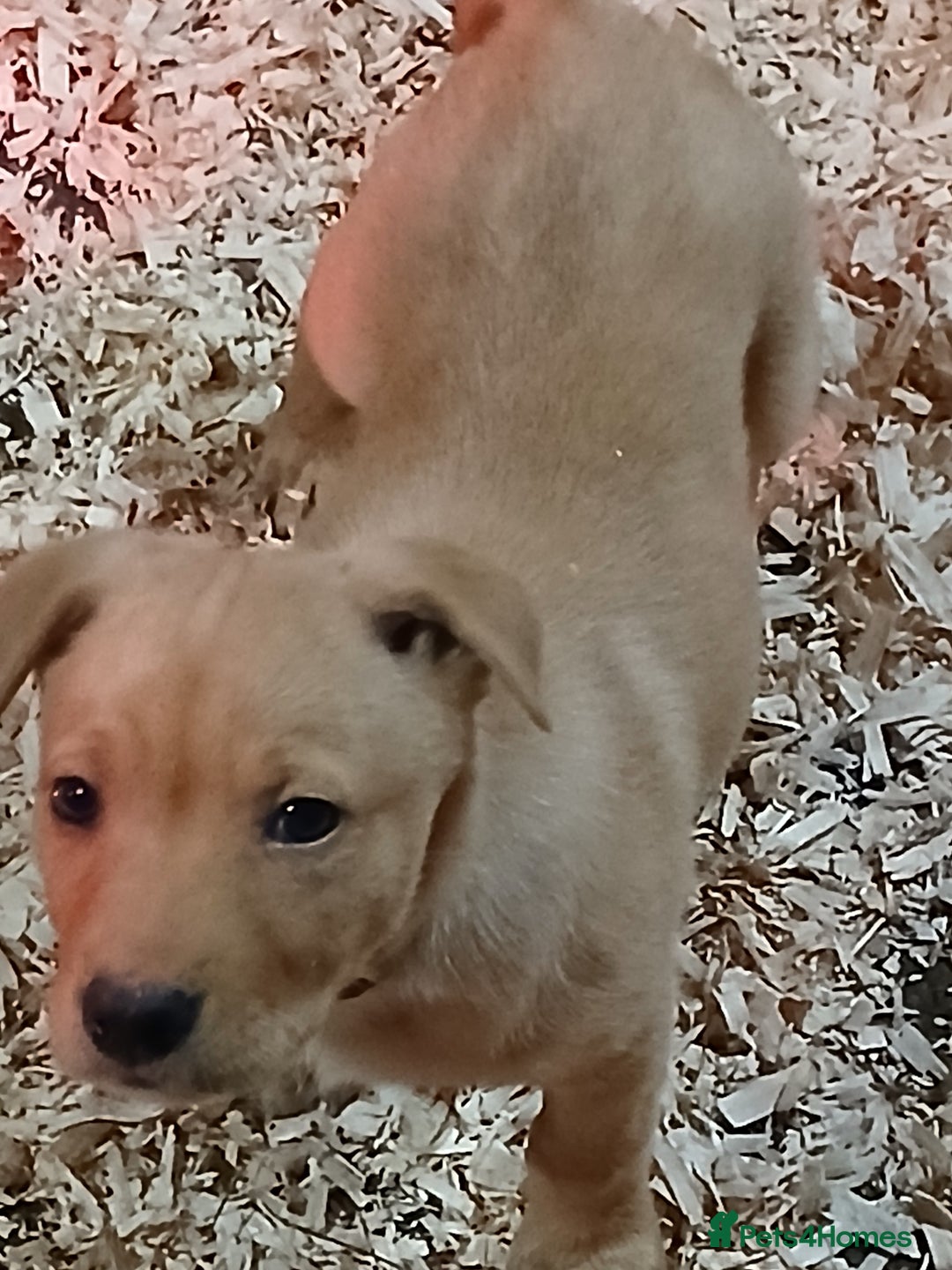 Australian Kelpie dogs for sale: Australian Kelpie  - Advert 6