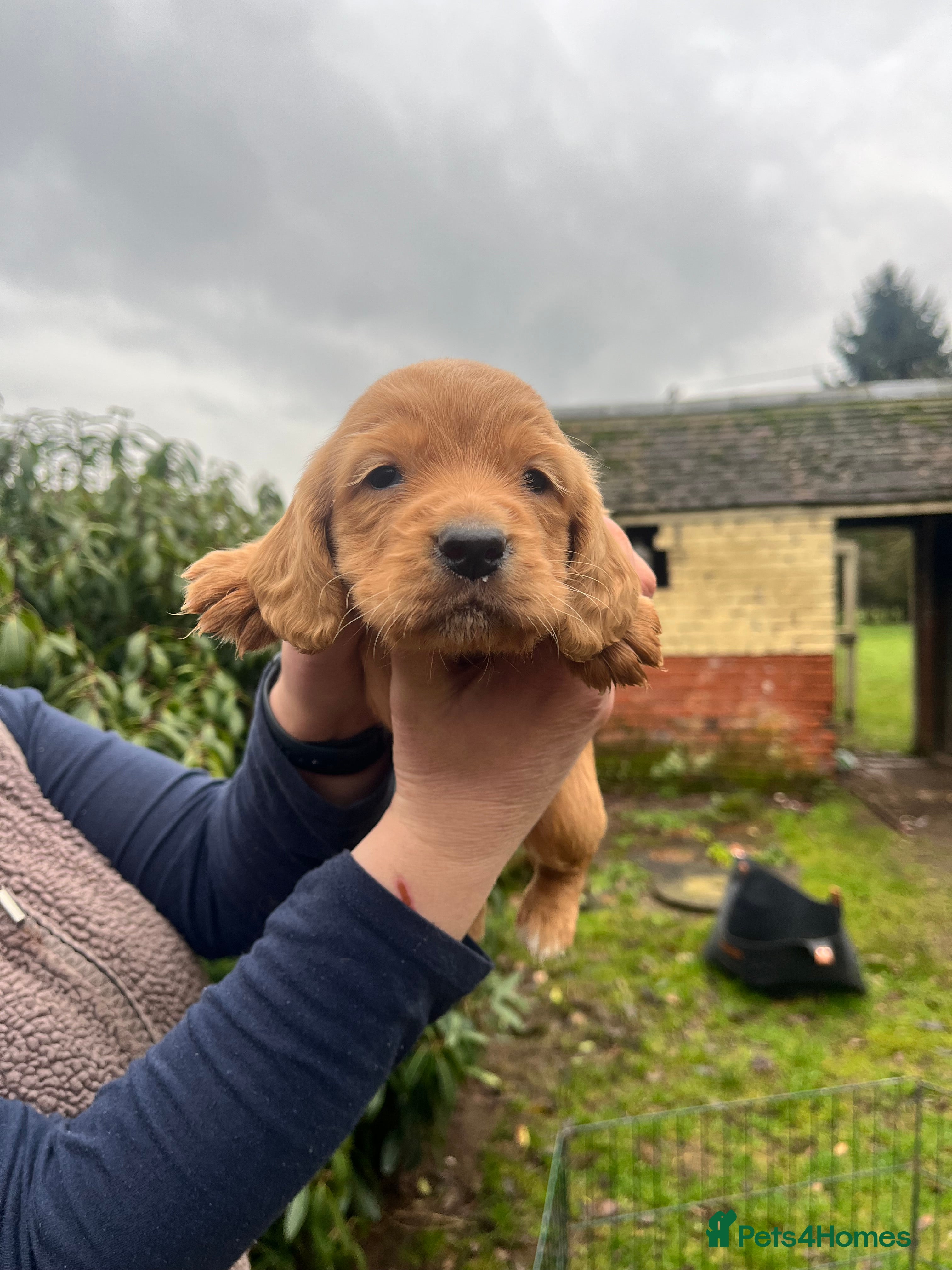 Cocker Spaniel dogs Working Cocker Spaniels  - Advert 1