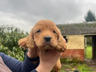 Cocker Spaniel dogs Working Cocker Spaniels - Advert 2