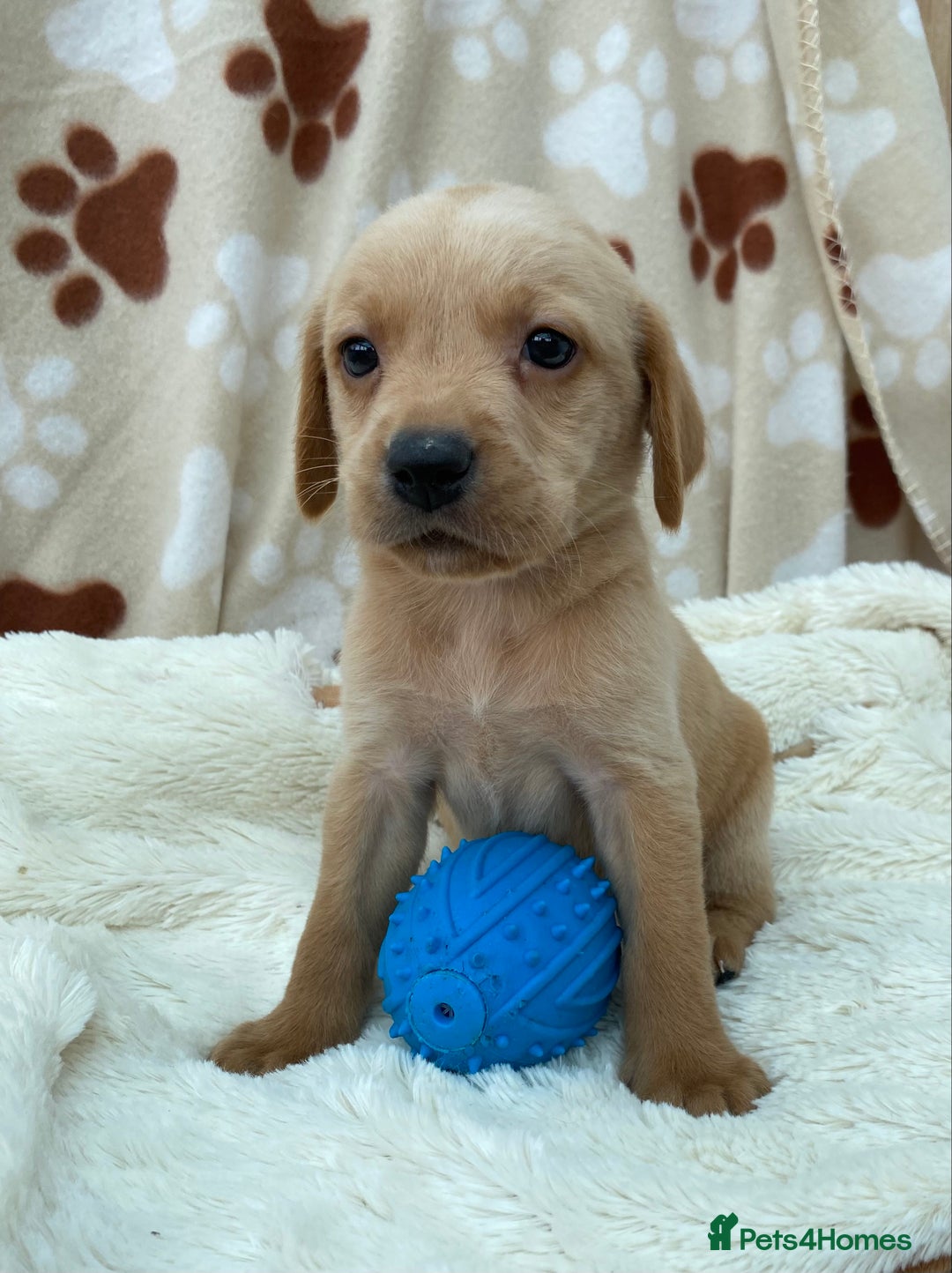 Labrador Retriever dogs for sale: Labrador Retriever - Image 23