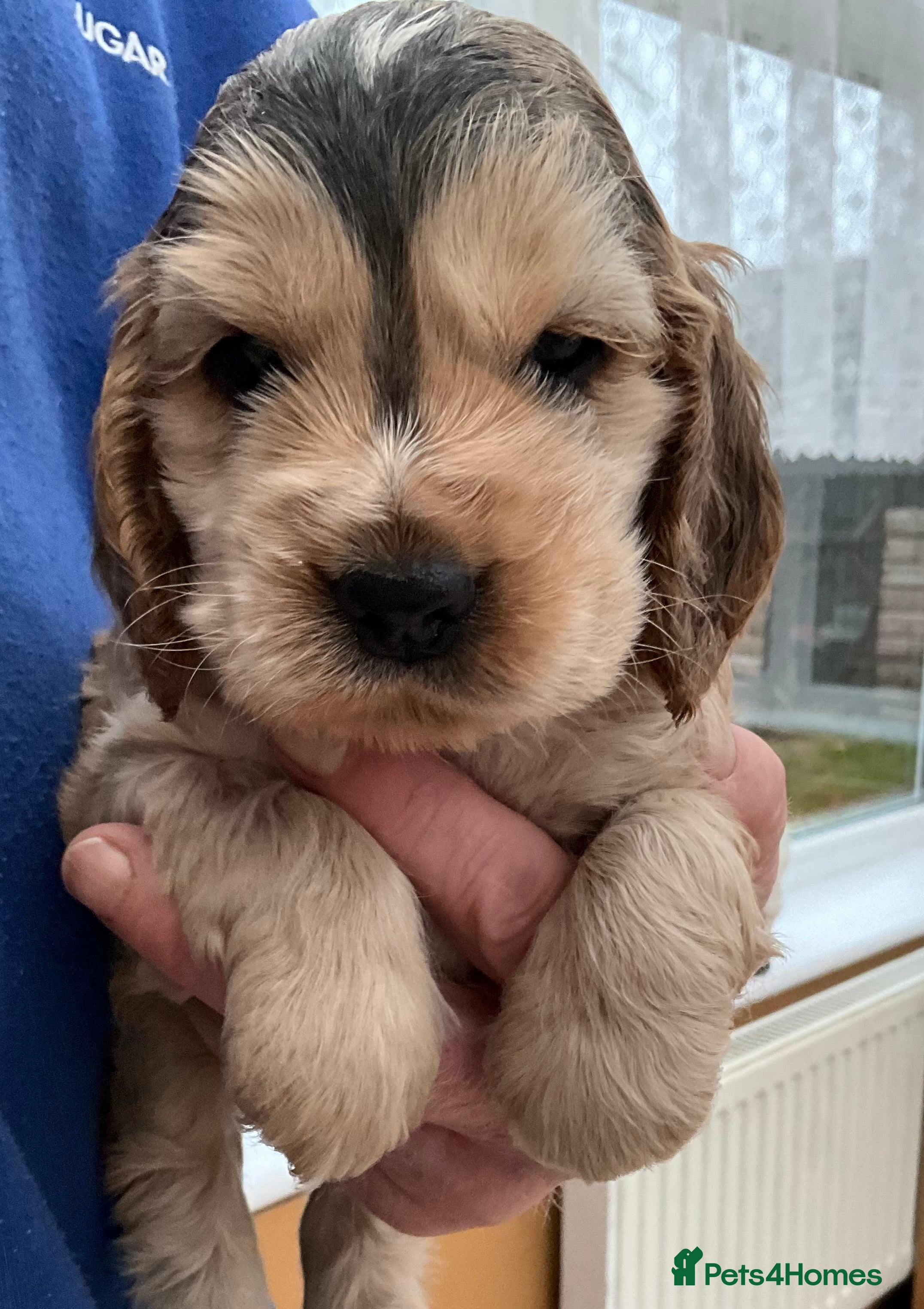 Cocker Spaniel dogs Stunning Litter of Show Cocker Spaniel Puppies - Advert 1