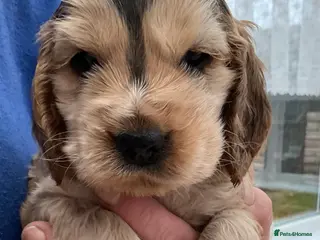 Cocker Spaniel dogs Stunning Litter of Show Cocker Spaniel Puppies - Advert 3