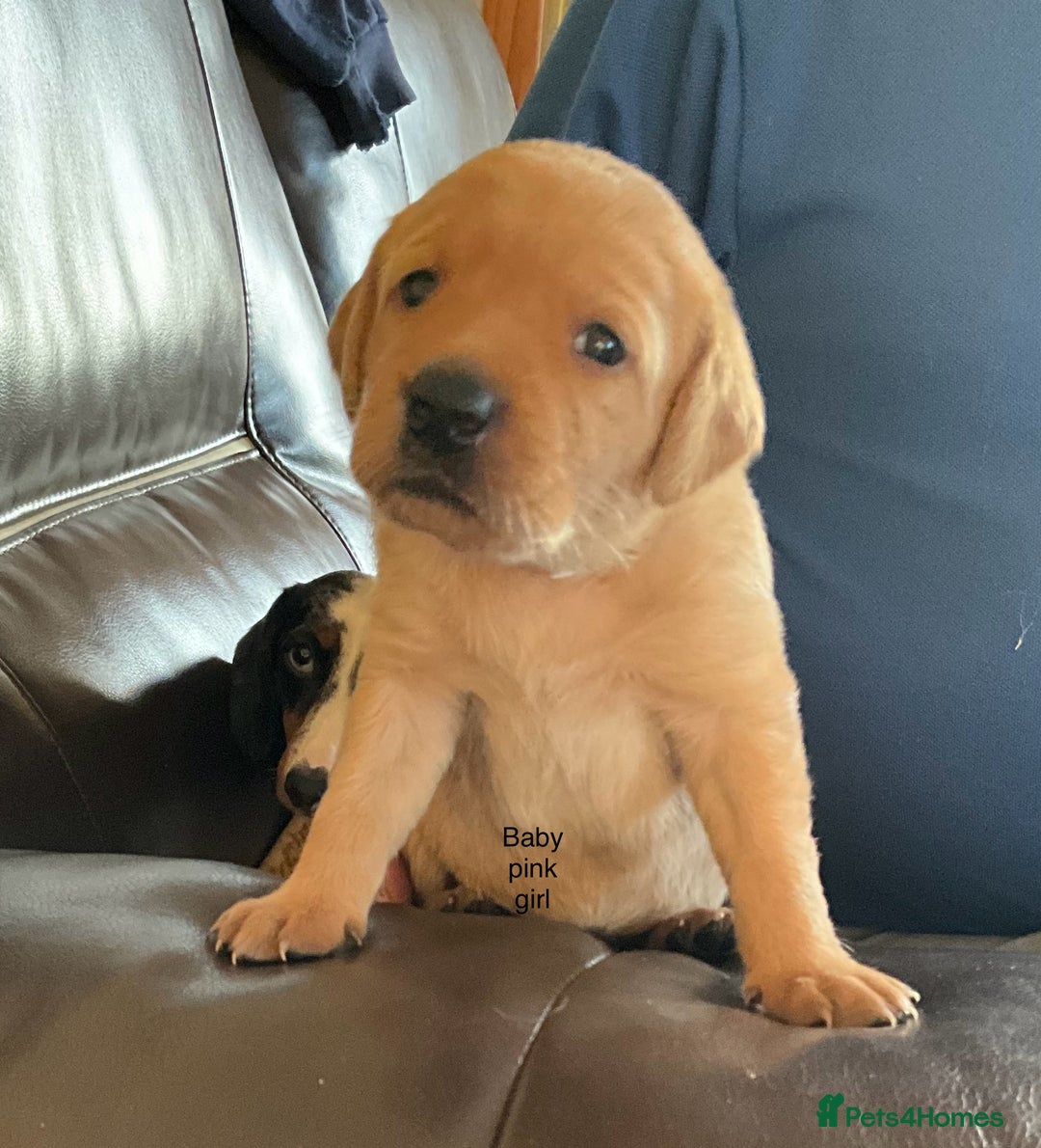 Labrador Retriever dogs for sale: Gorgeous Litter of Labrador Puppies - Advert 12