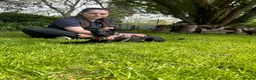 Patterdale Terrier dogs for adoption: Dahlia - Advert 2