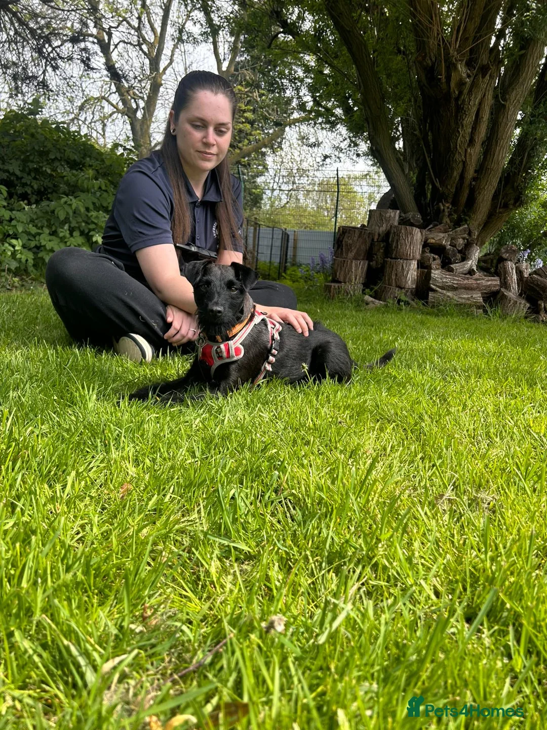 Patterdale Terrier dogs for adoption: Dahlia - Advert 2