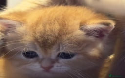 British Shorthair cats for sale: Pedigree Golden BSH Black tipped kitten  - Image 1