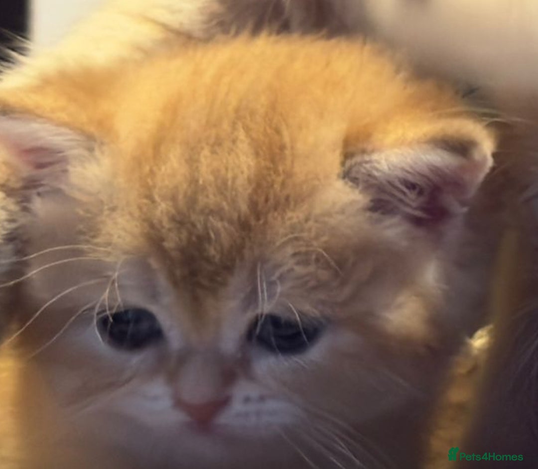 British Shorthair cats for sale: Pedigree Golden BSH Black tipped kitten  - Image 1