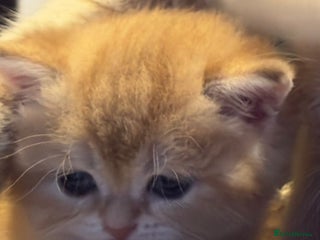 British Shorthair cats for sale - Advert 1