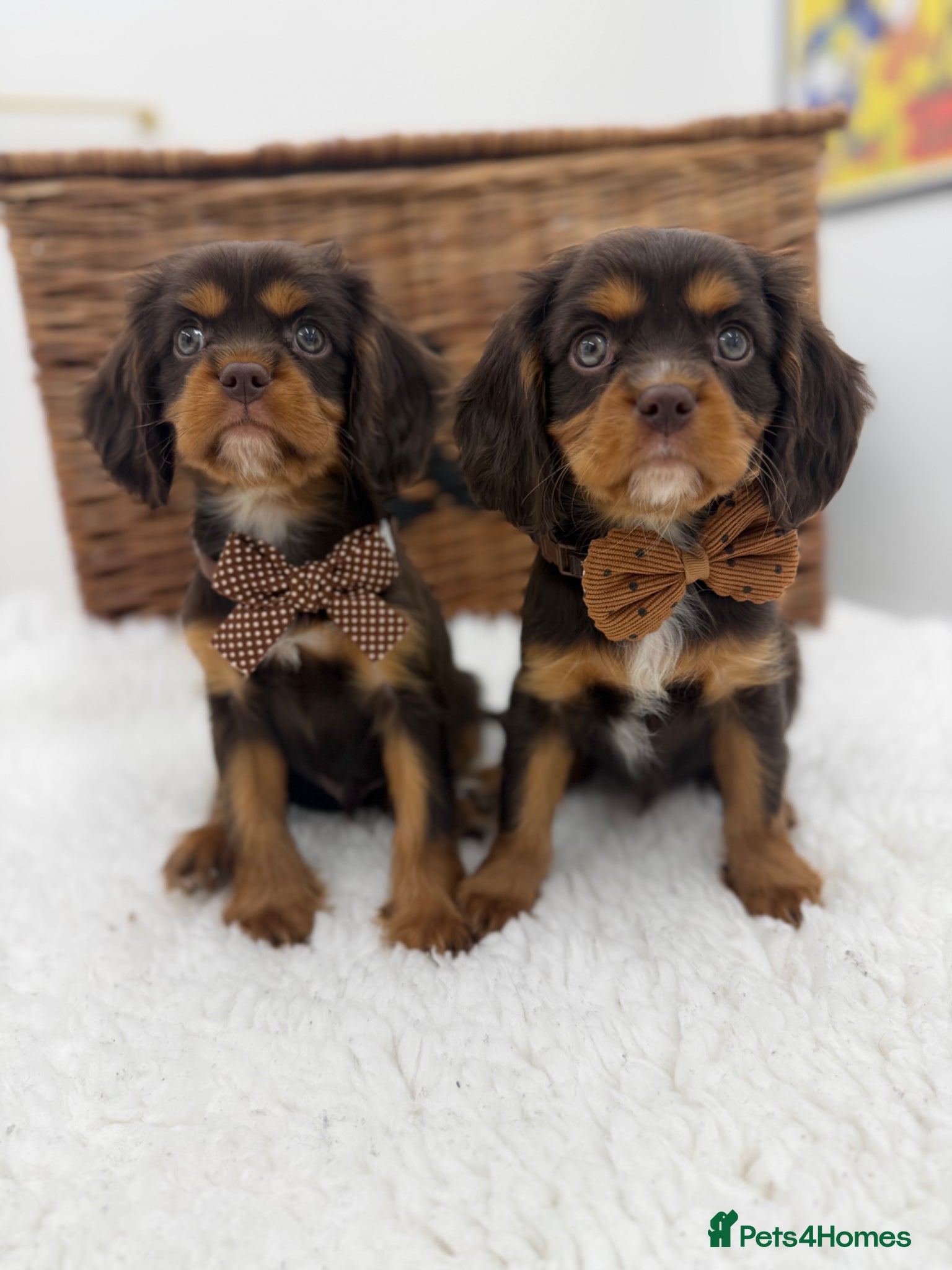 Cavalier King Charles Spaniel dogs Choc & Ruby Cavaliers E ** tensively Health Tested - Advert 6
