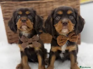 Cavalier King Charles Spaniel dogs Choc & Ruby Cavaliers E ** tensively Health Tested - Advert 6