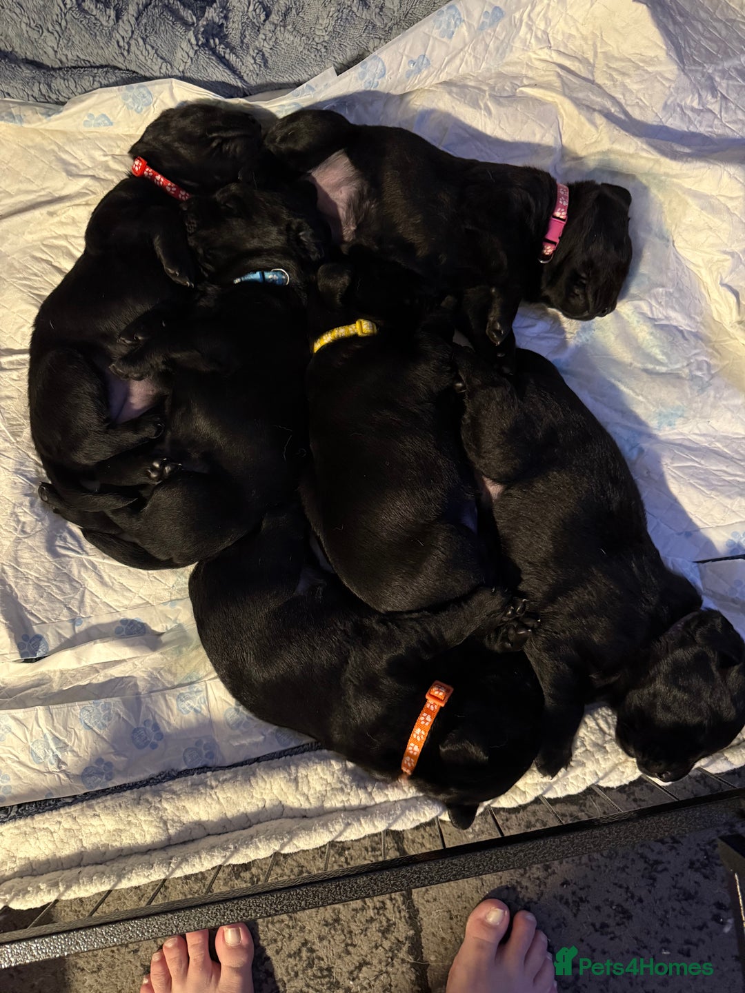 Labrador Retriever dogs for sale: Stunning litter of pure bred black Labrador pups  - Image 4