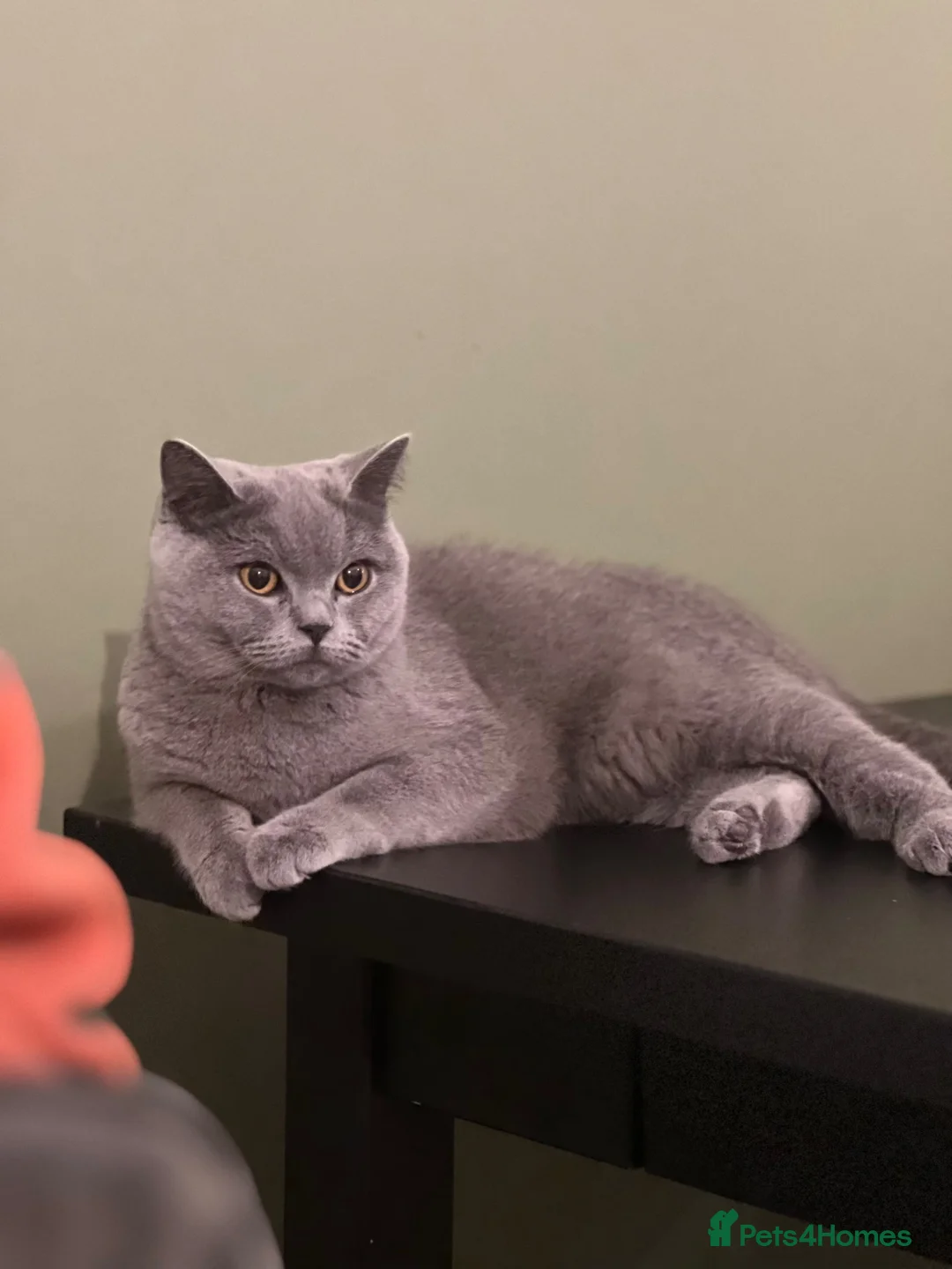 British Shorthair cats for sale: Blue British Shorthair 2 Kittens Left **MUST SEE** - Advert 17