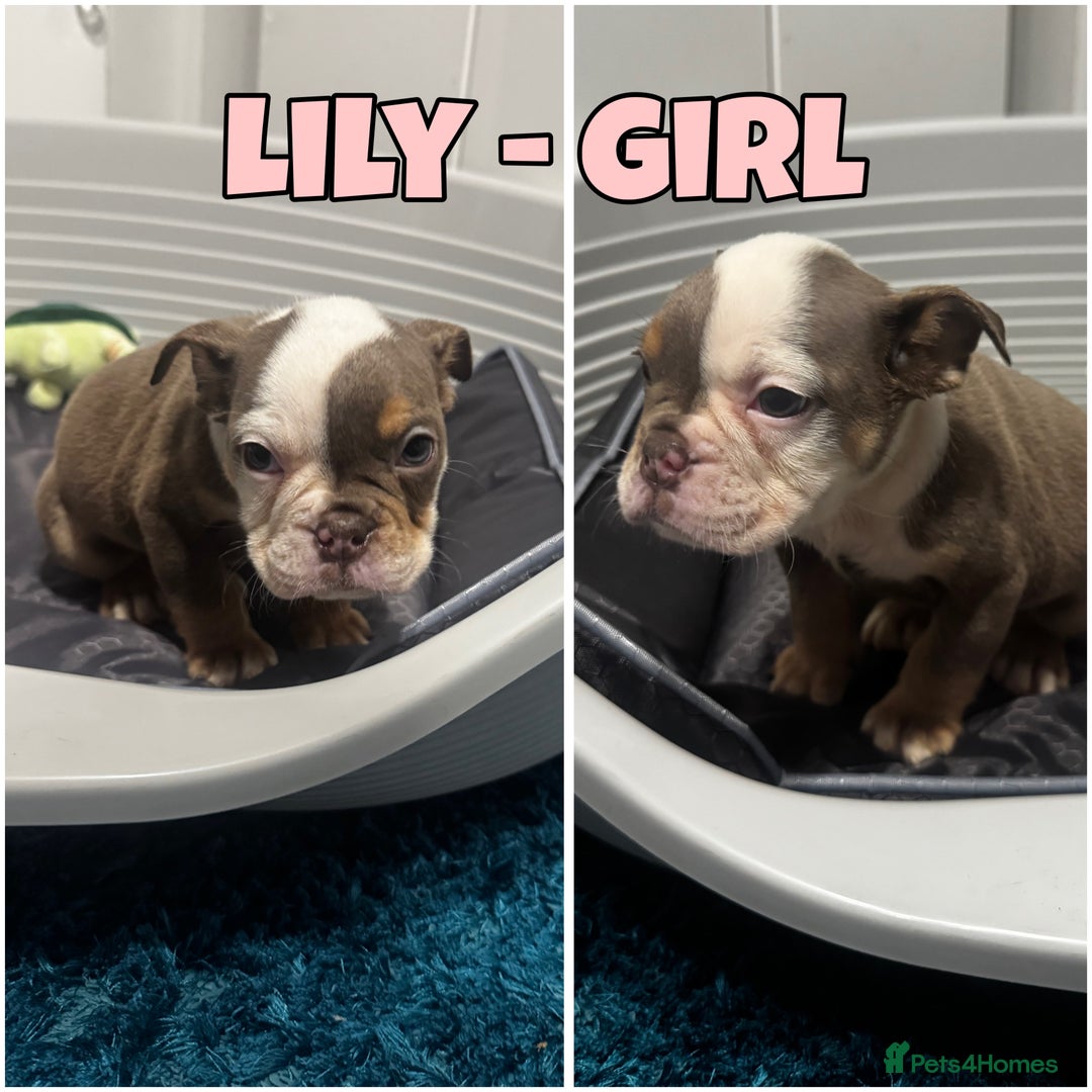 Olde English Bulldogge dogs for sale: Olde English bulldog pups 🐶  - Image 4