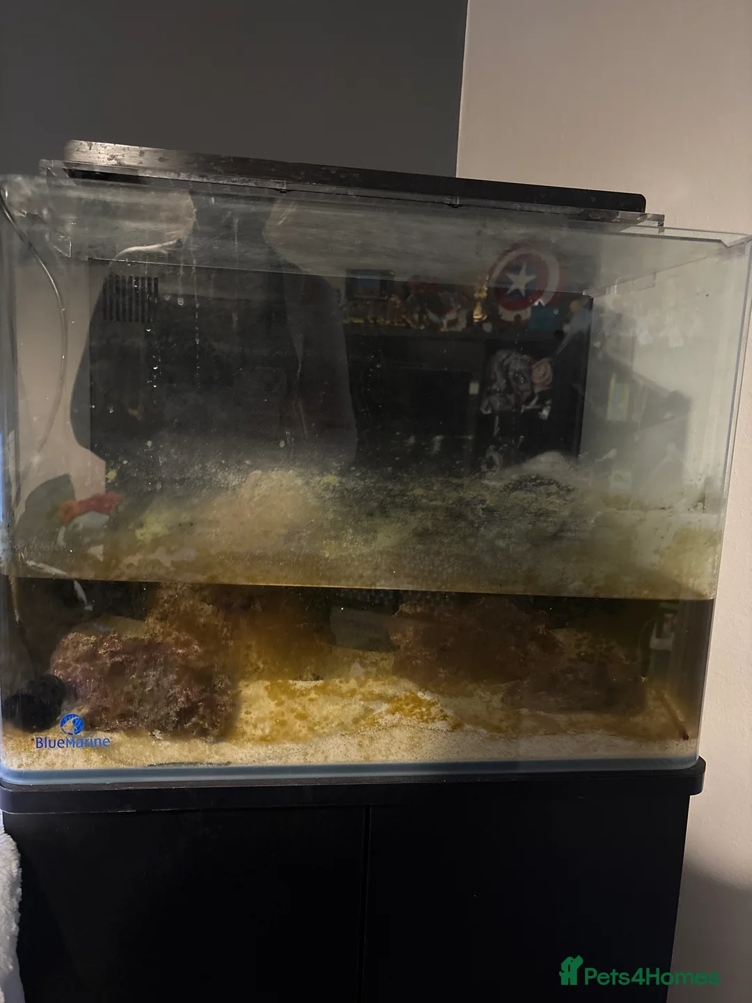 Tetras fish for sale: Marine 120ltr tank - Advert 3