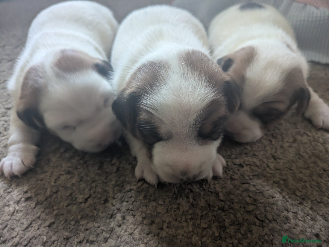 Jack Russell dogs for sale: 3 Jack Russell puppies - Image 7
