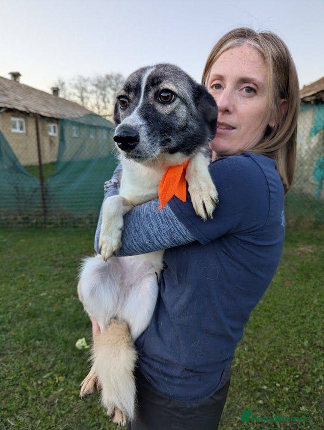 Mixed Breed dogs for adoption: Kiki for adoption - Advert 1