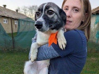 Mixed Breed dogs Kiki for adoption - Advert 1