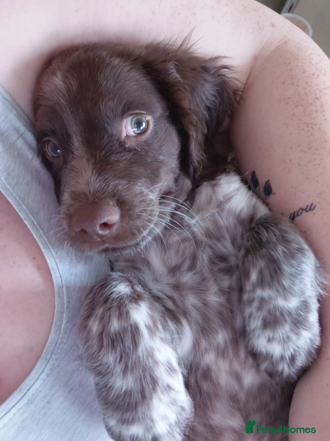 Mixed Breed dogs for sale: Sprocker - Advert 1