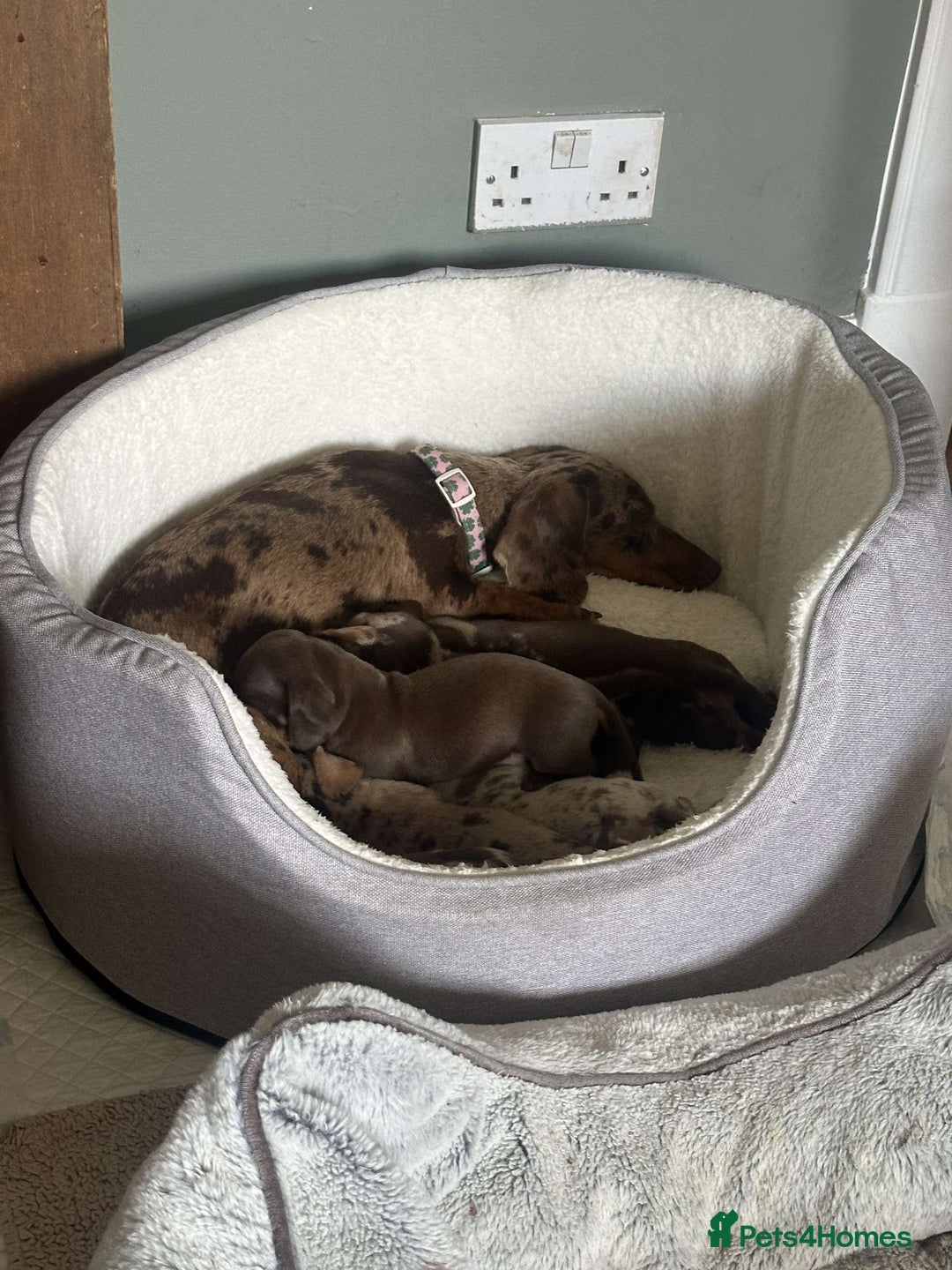 Miniature Dachshund dogs for sale: Female miniature dachshund  - Image 6