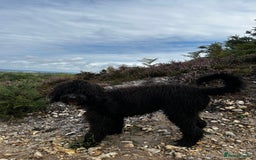 Bernedoodle dogs for sale: Jamie - Image 2