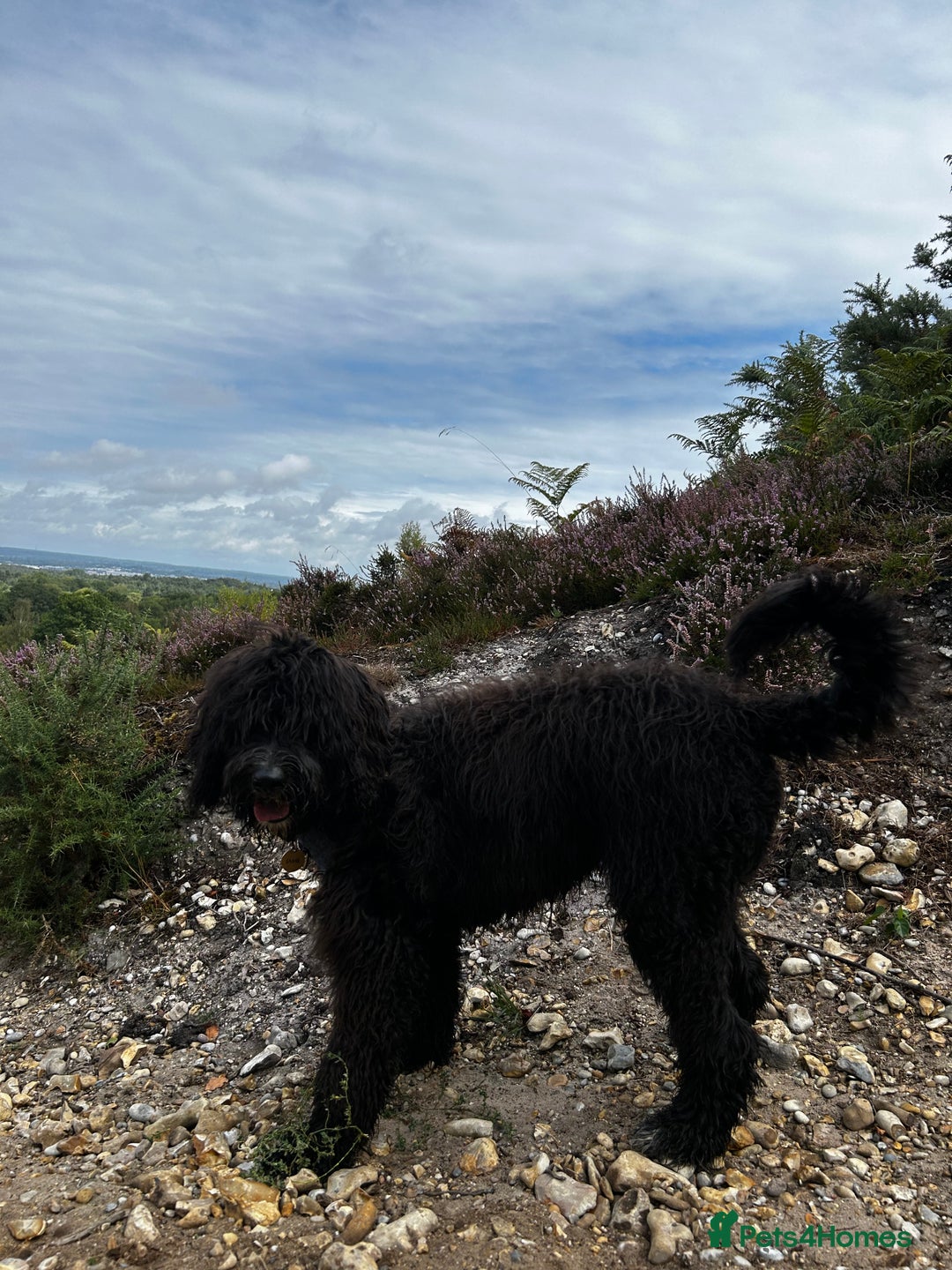 Bernedoodle dogs for sale: Jamie - Image 2
