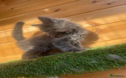 Maine Coon cats for sale: Big maine coon kittens  - Image 12