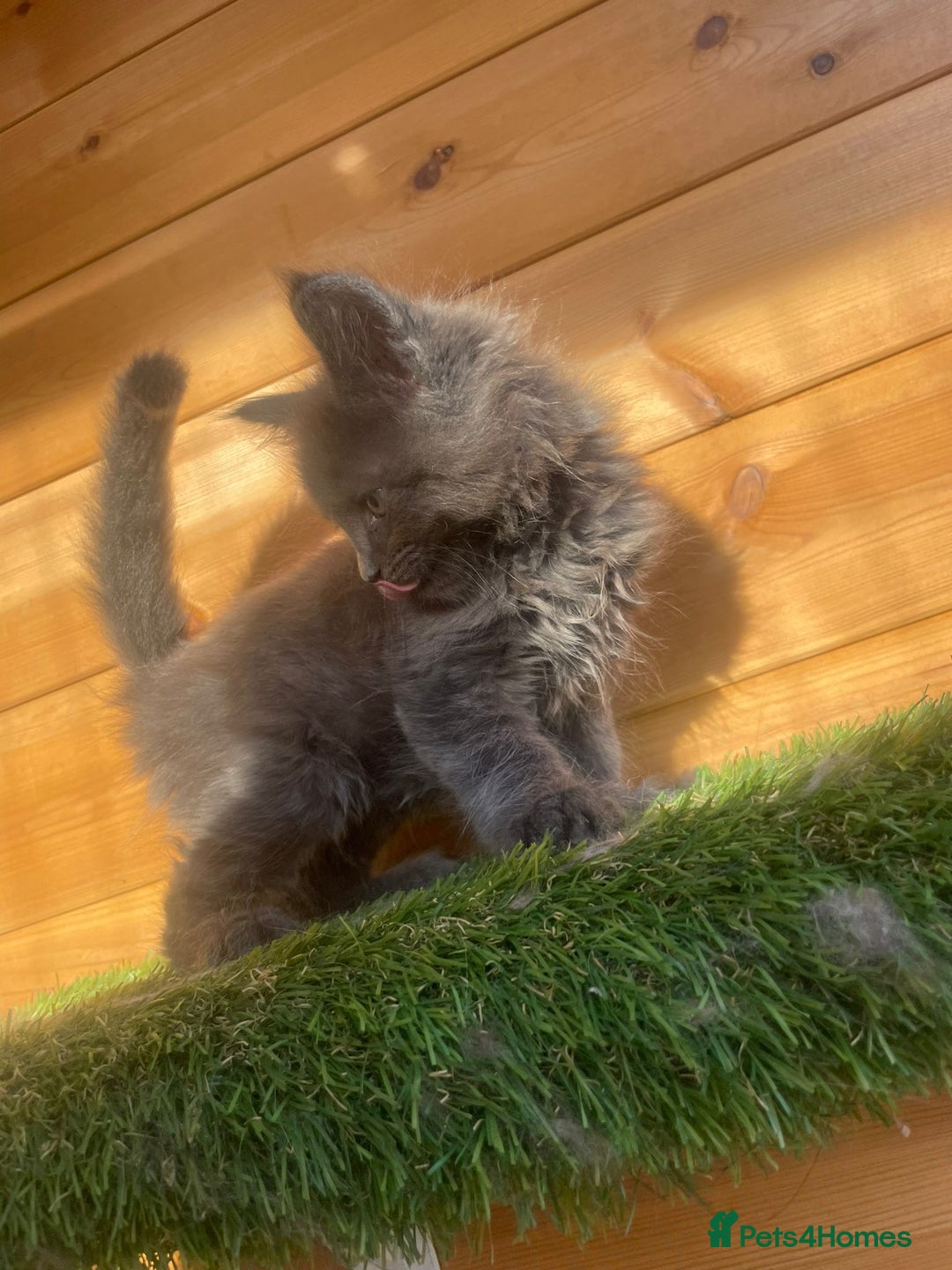 Maine Coon cats for sale: Big maine coon kittens  - Image 12