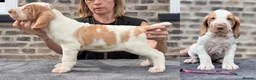 Bracco Italiano dogs for sale: Bracco Italiano puppy girl  - Advert 7