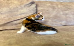 Mixed Breed cats for sale: Super cute and well behaved kittens - Image 7