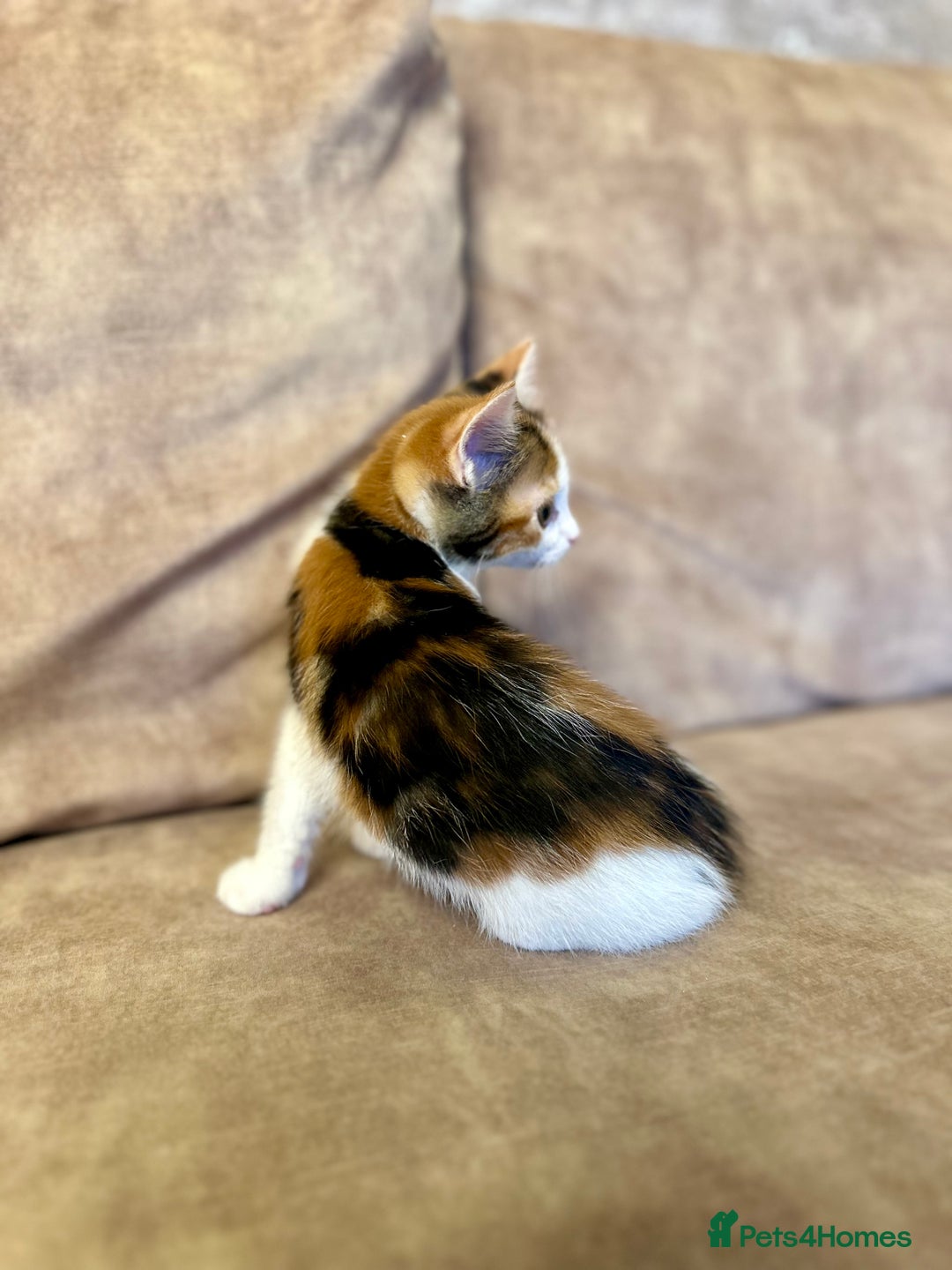 Mixed Breed cats for sale: Super cute and well behaved kittens - Image 7