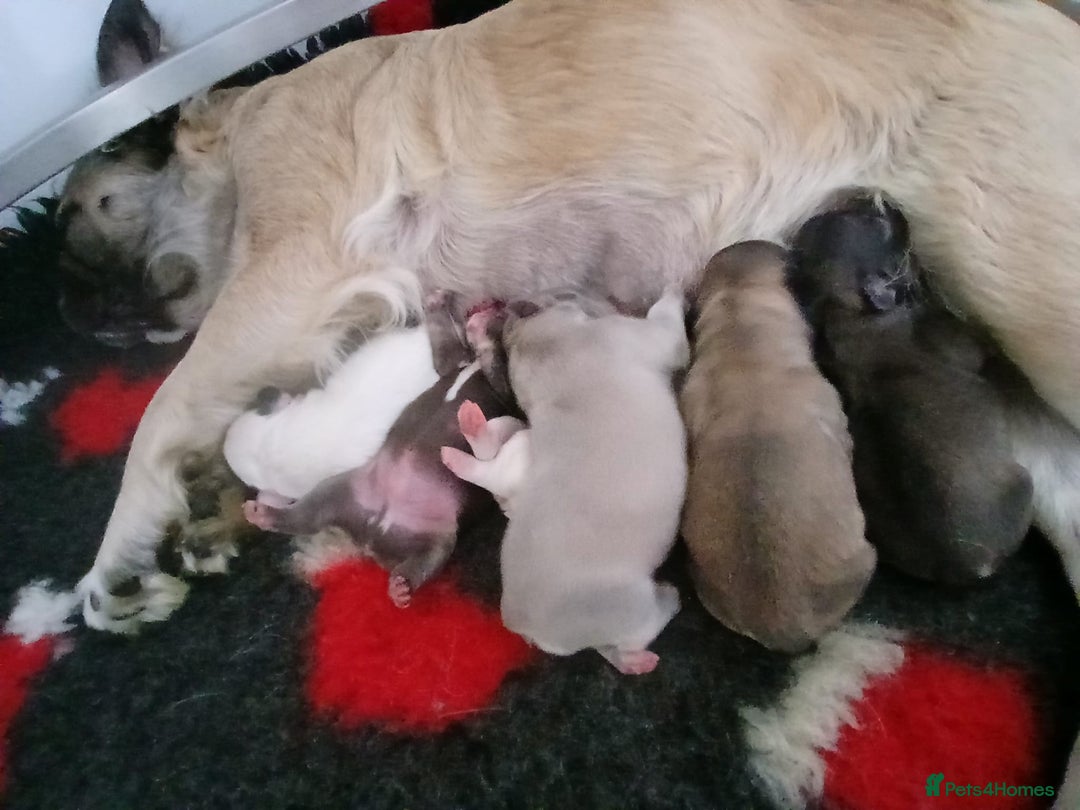 French Bulldog dogs for sale:  Fluffy Frenchie 🧸 - Advert 8