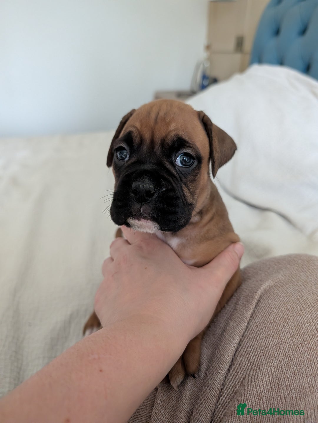 Boxer dogs for sale: Beautiful black mask bobtail/tailed boxer puppies  - Advert 22