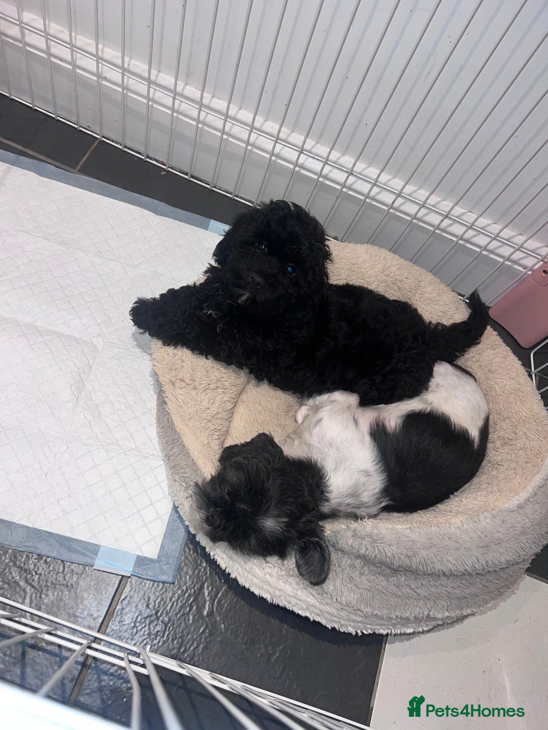 Shihpoo dogs for sale: Beautiful Shihpoo puppies  - Advert 3