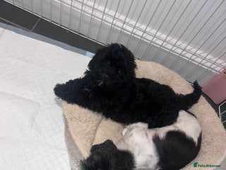 Shihpoo dogs Beautiful Shihpoo puppies - Advert 9