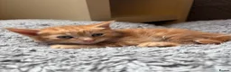 Mixed Breed cats for sale: KITTENS FOR SALE  in Ebbw Vale - Advert 3